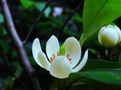 含笑花風水|含笑花的栽培照護方法